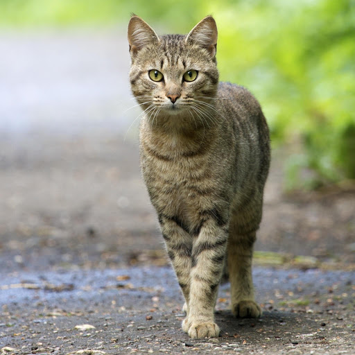 Hd-171145-ascw171145