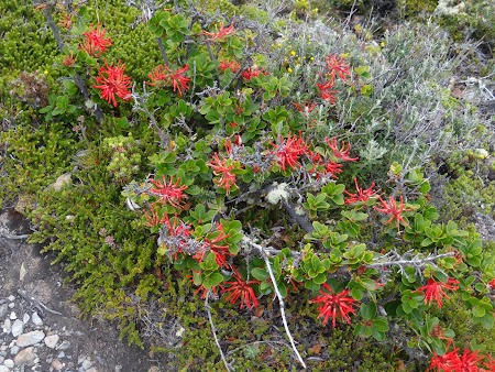 Tara de Foc: Flora Insula H