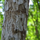 Yellow-bellied sapsucker holes