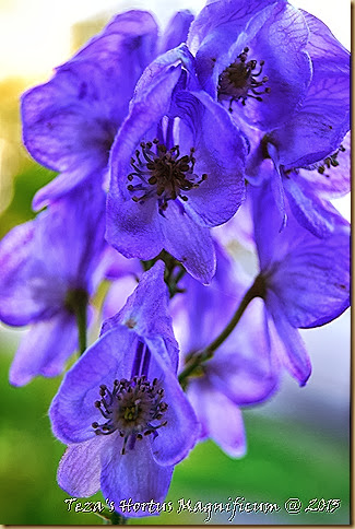 wolfsbane werewolves wolfsbane werewolves