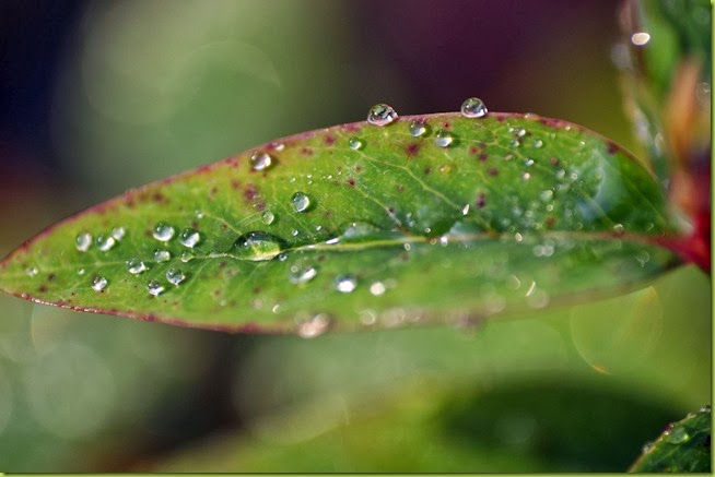 wtaer droplets on leaf