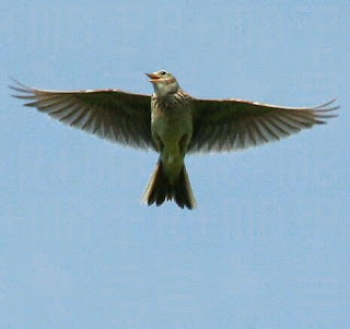 burung branjangan skylark bird