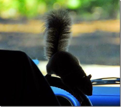 Squirrel Driver