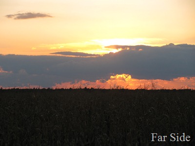 Sunset over the corn field