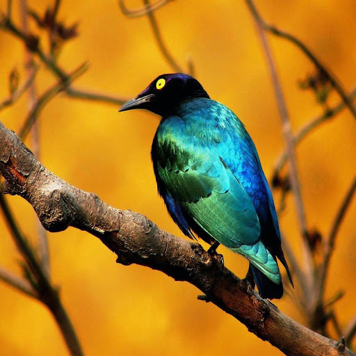 Hd-172114-ascw172114