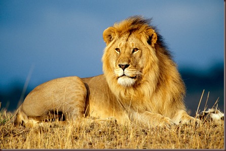 Amazing Animals Pictures Lion  (1)
