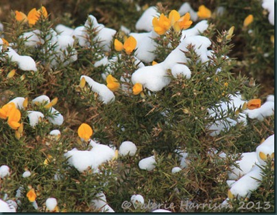 4-gorse-in-the-snow