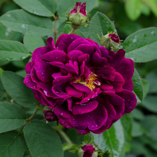 Hd-167867-ascw167867