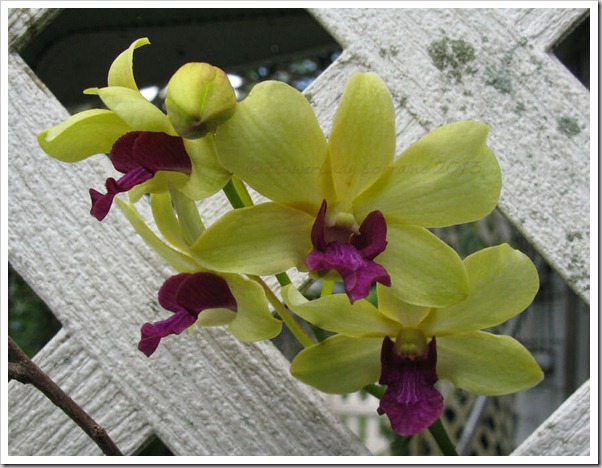 04-20-d-orchid