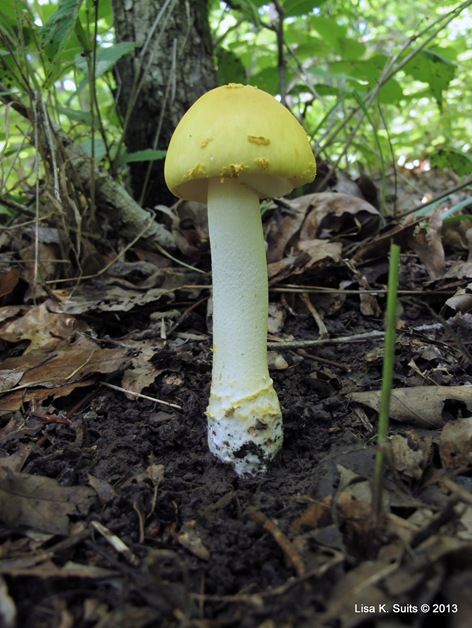 yellow amanita full