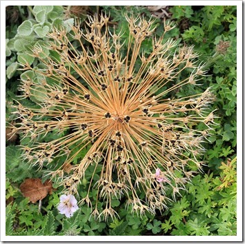 Allium-cristophii-seed-head