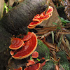 Fungi red