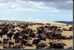 October 21, 2012 huge herds