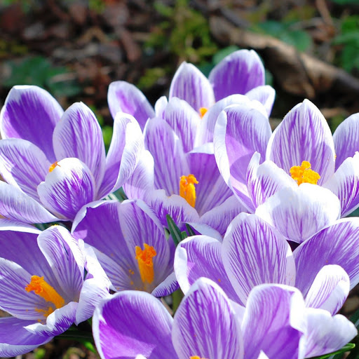 Hd-146098-ascw146098