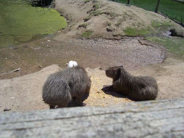 [2012.06.02018capybaras2.jpg]
