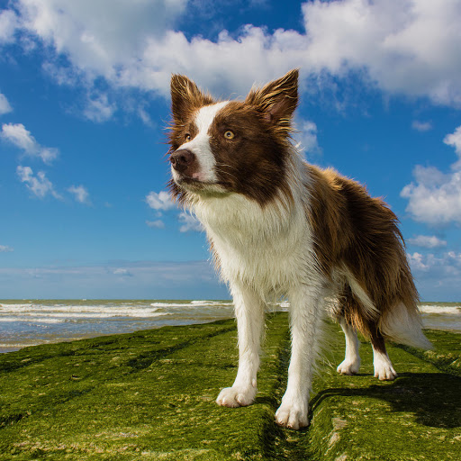 Hd-181867-ascw181867