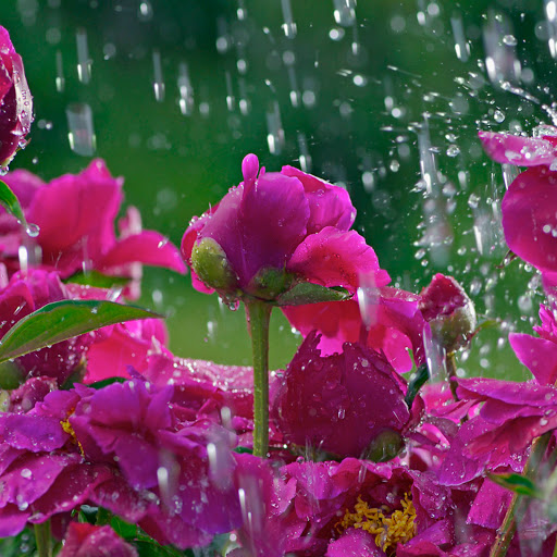 Hd-160224-ascw160224