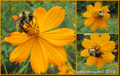0924 bees on coreopsis