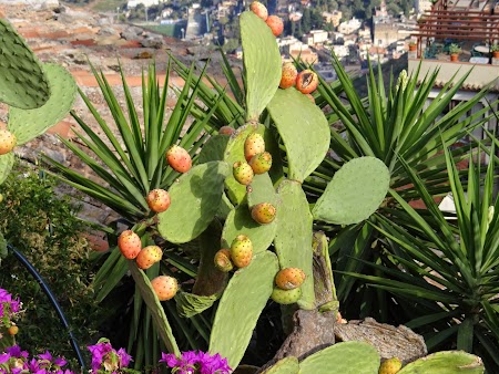 38. Cactusi in floare.JPG