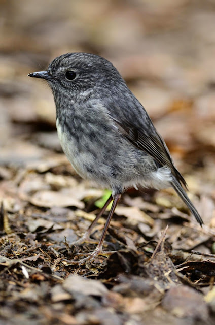 Suara kicau aneka burung jenis robin north island robin
