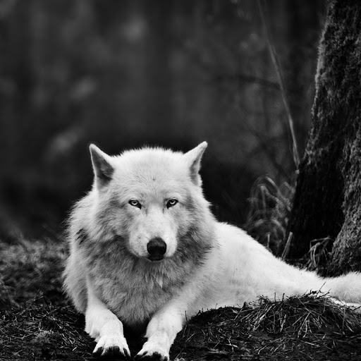 Hd-180092-ascw180092