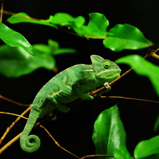 Hd-184997-ascw184997