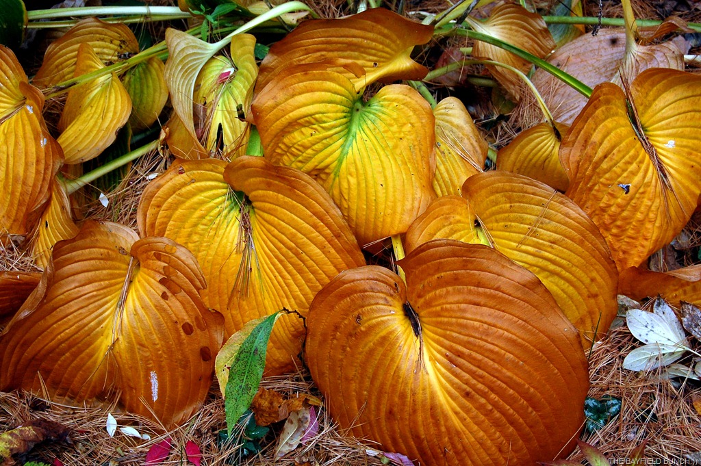 [DSC_8967%255B8%255D.jpg]