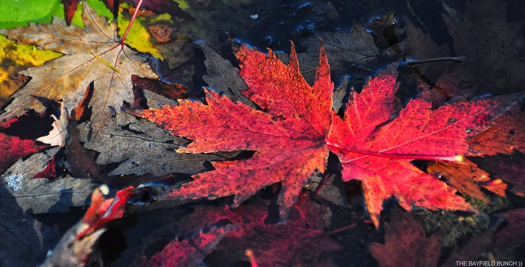 [DSC_0017-001%255B4%255D.jpg]