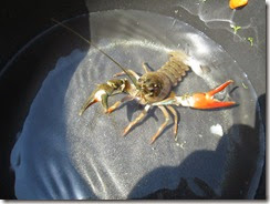 Crayfish in the pan