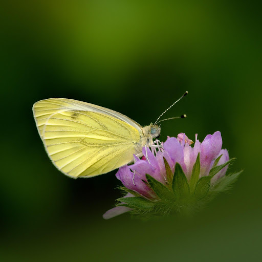 Hd-155694-ascw155694