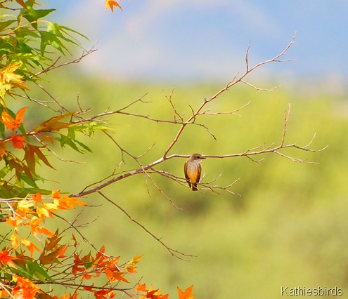 1. Vermillion fly female-kab