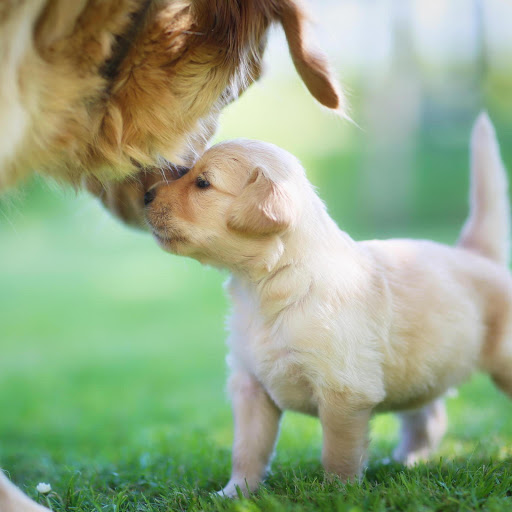 Hd-159454-ascw159454