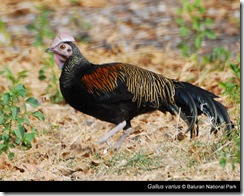 Cara merawat ayam hutan hijau  berkutik.blogspot.com