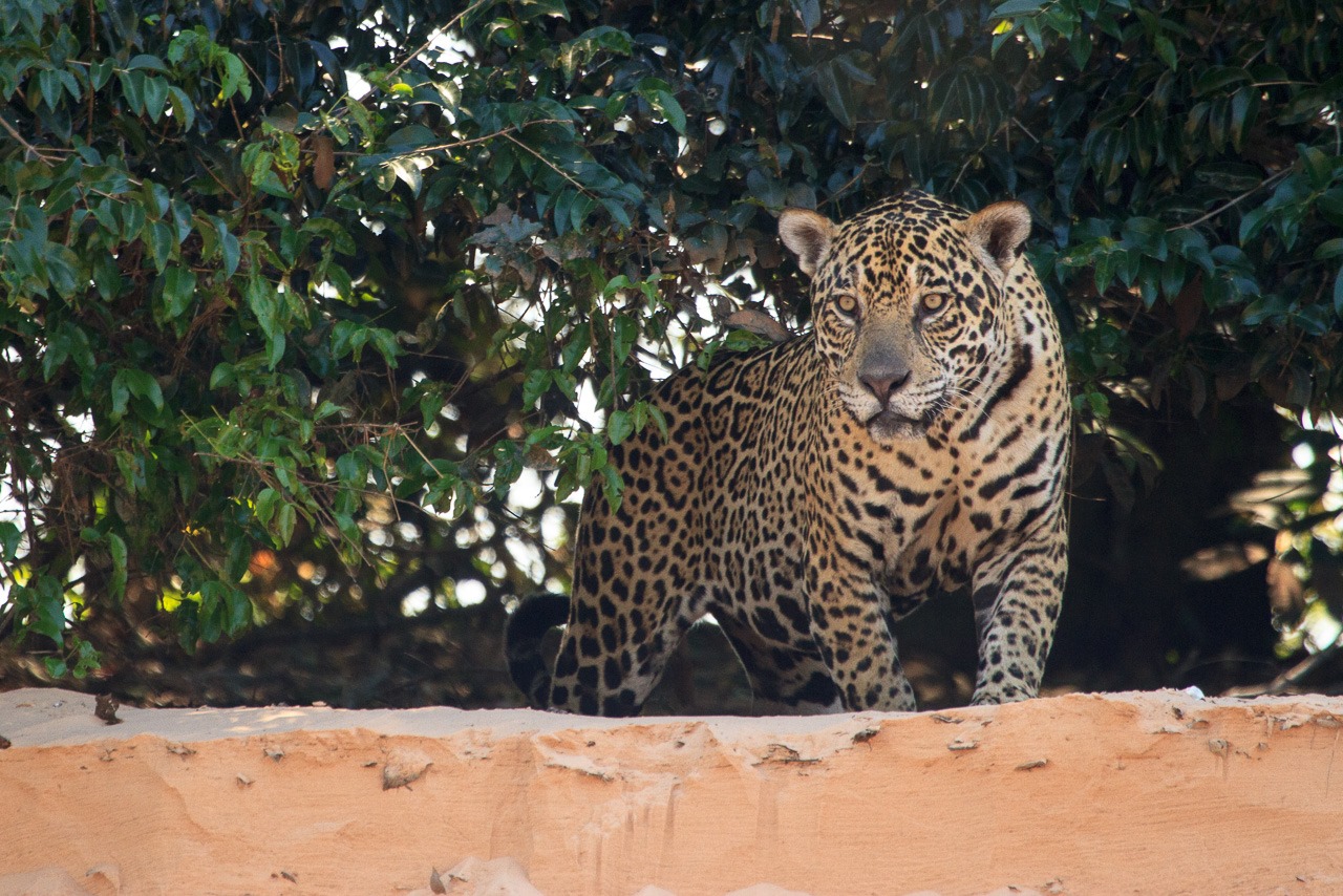 [Jaguar-43.jpg]