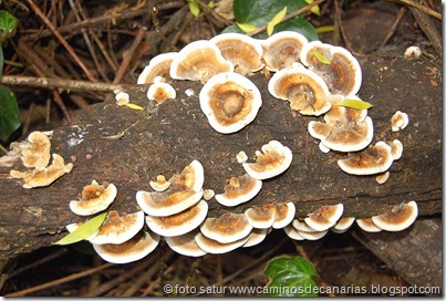 0663 Cruz Llanos-Utiaca(Hongos de los árboles) 0663 Cruz Llanos-Utiaca(Hongos de los árboles)