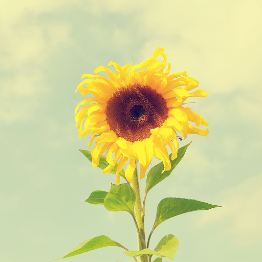 Hd-136329-ascw136329