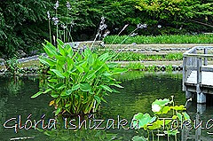 8 -Glória Ishizaka - Tokugawaen - Nagoya - Jp