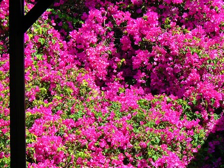 10. Flori rosii.JPG