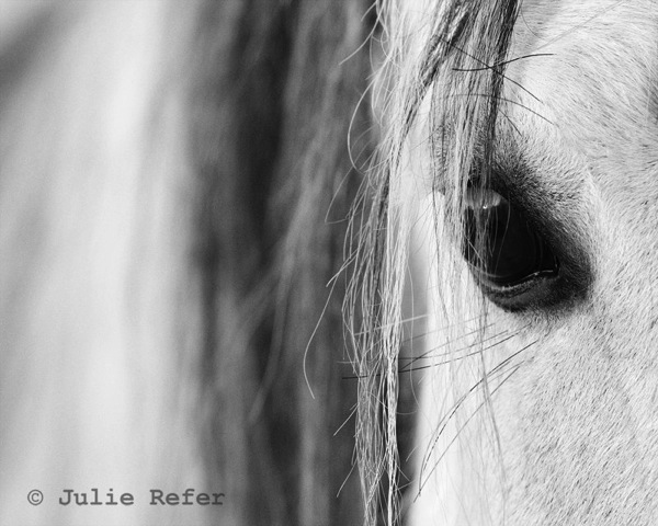 Julie Refer Equine Photography