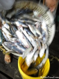 ikan Bilis di Tanjung Dawai 31