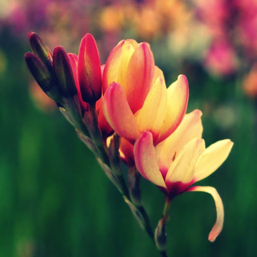 Hd-162562-ascw162562