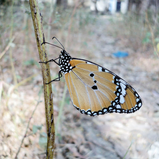 Hd-152861-ascw152861