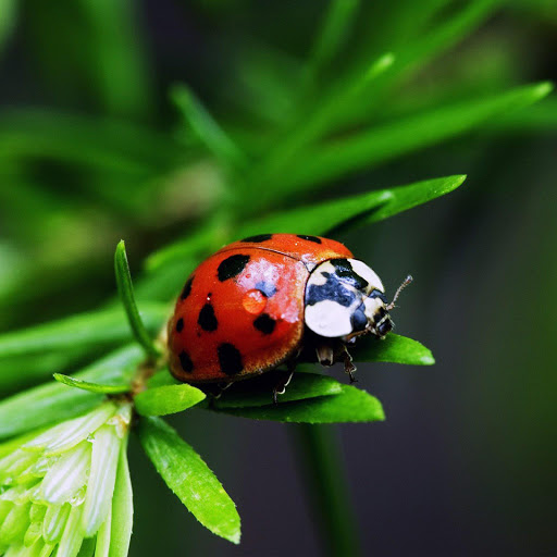 Hd-151246-ascw151246