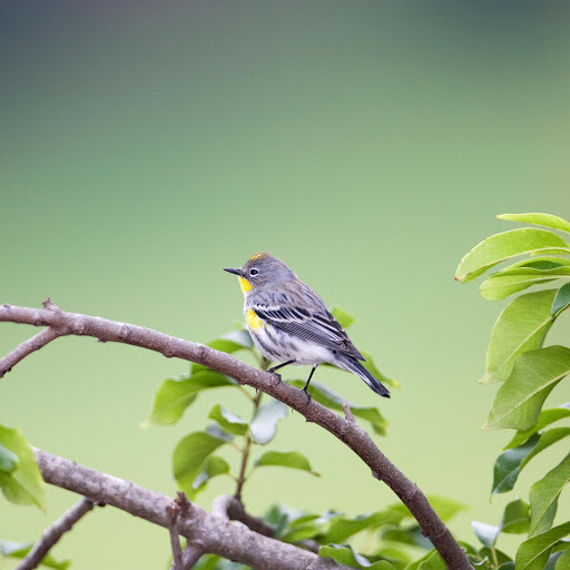 Hd-181233-ascw181233