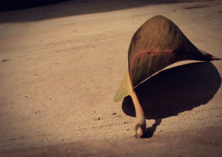 chiếc lá cô đơn