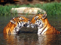 india_tiger