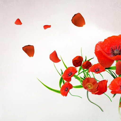 Hd-170854-ascw170854