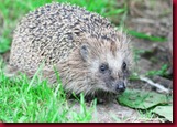 10662427-wild-hedgehog