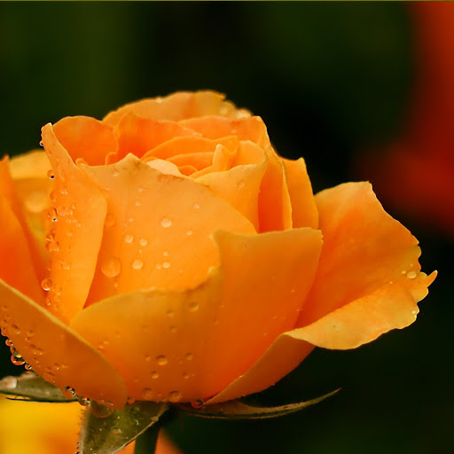 Hd-145264-ascw145264