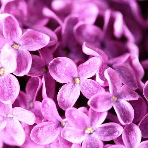 Hd-146126-ascw146126